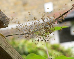 Baby spiders on branch