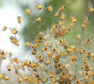 Baby spiders close up